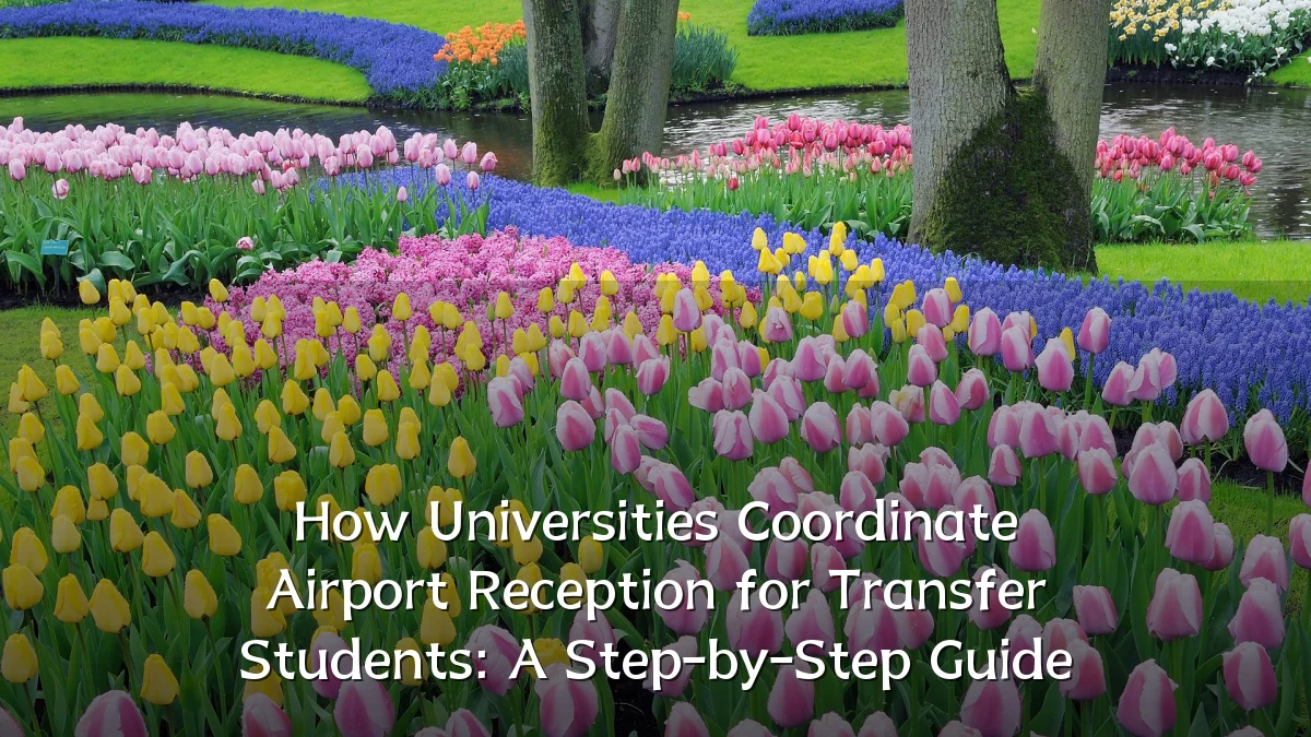 How Universities Coordinate Airport Reception for Transfer Students: A Step-by-Step Guide